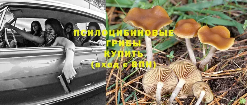 Галлюциногенные грибы Cubensis  Беслан 